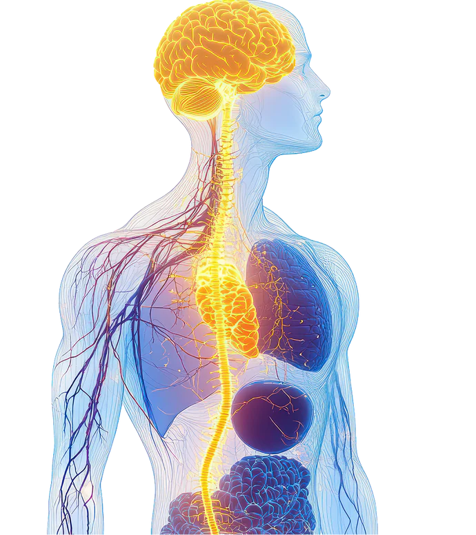 Illustration of the nervous system and vagus nerve